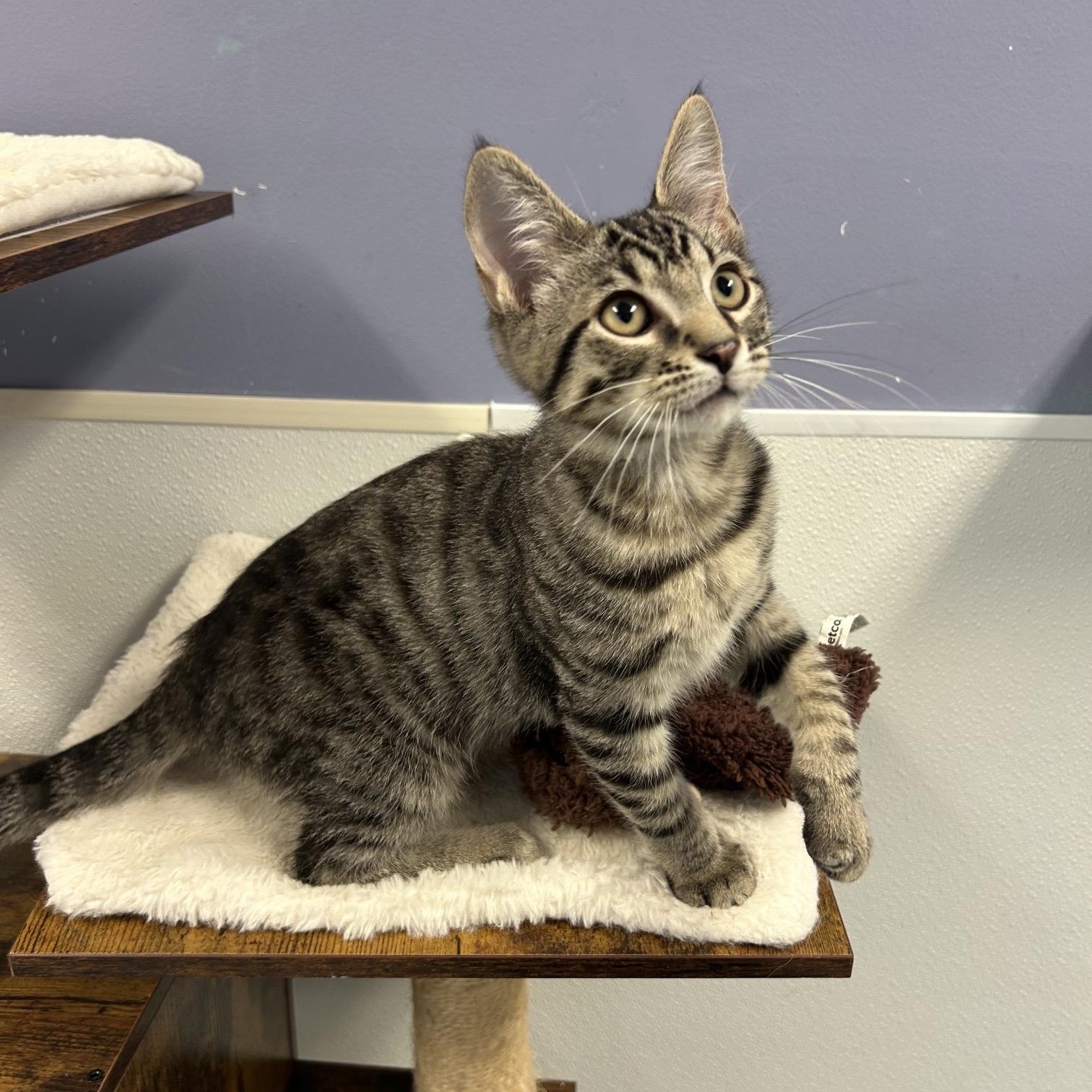 MARCUS, ADOPTABLE, Kitten Male Domestic Short Hair & Domestic Medium Hair.