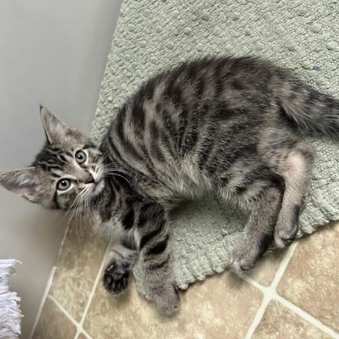 MARCUS, a ADOPTABLE mixed breed in Wilmington, OH image 4/5
