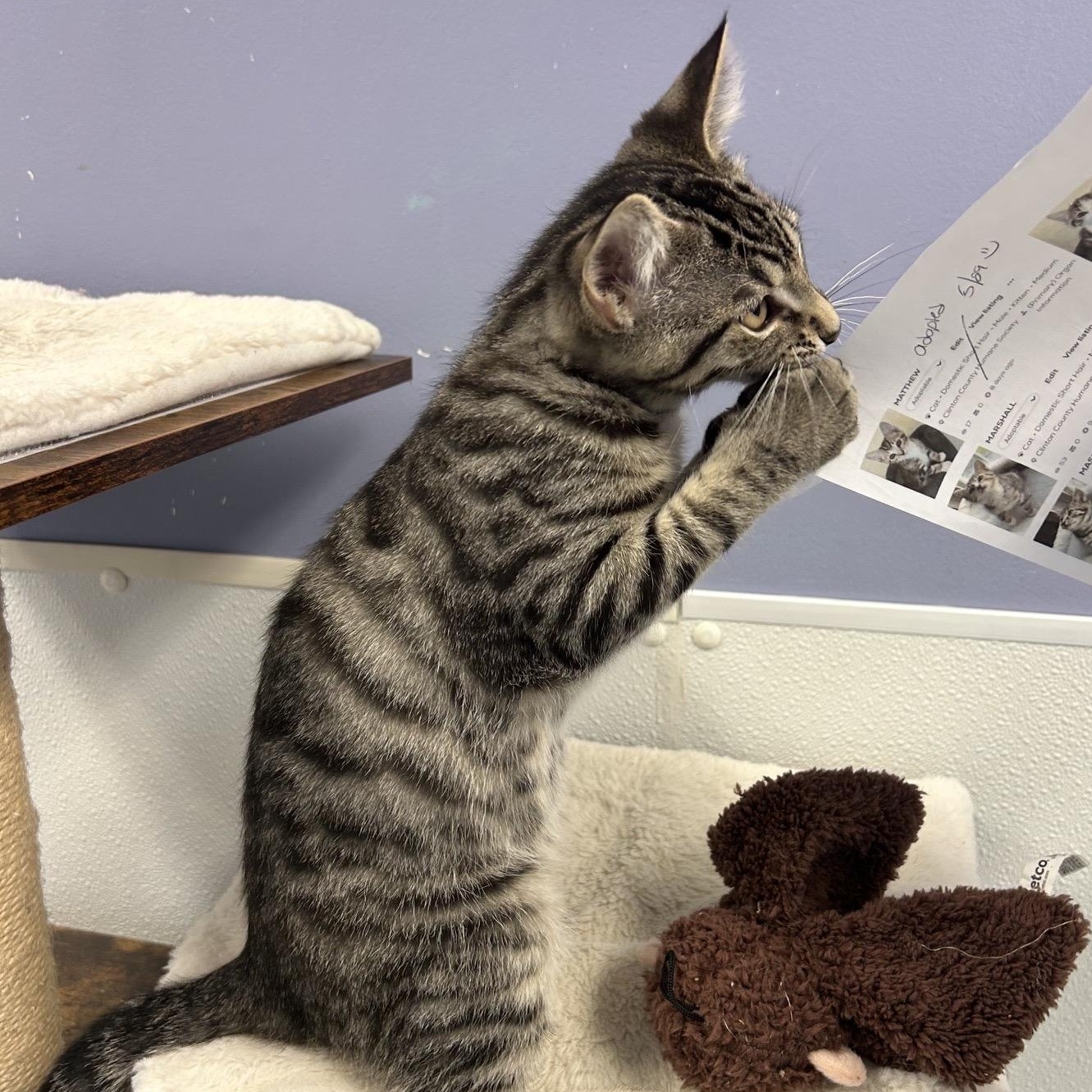 MARCUS, a ADOPTABLE mixed breed in Wilmington, OH image 2/5