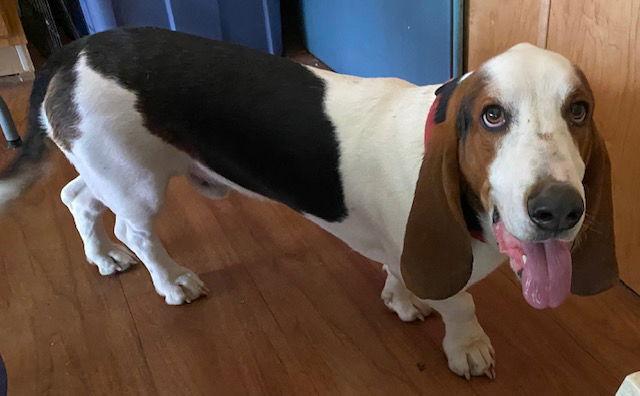 Enlarge Bob (Yuba City), a Adoptable Basset Hound in Petaluma, CA image 2/2