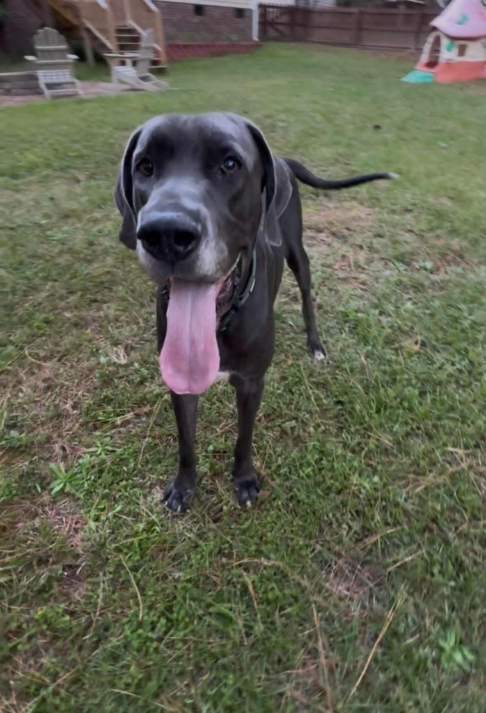 Enlarge Bruno, a Adoptable Great Dane in Sanford, NC image 2/5