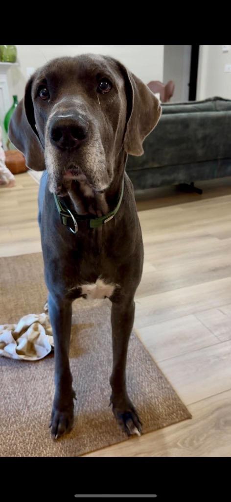 Enlarge Bruno, a Adoptable Great Dane in Sanford, NC image 3/5
