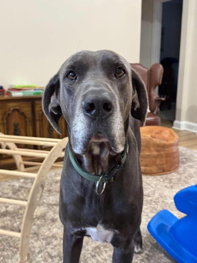 Enlarge Bruno, a Adoptable Great Dane in Sanford, NC image 4/5