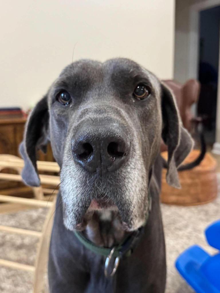 Bruno, Adoptable, Adult Male Great Dane.