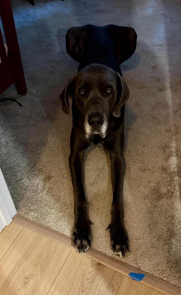 Enlarge Bruno, a Adoptable Great Dane in Sanford, NC image 5/5