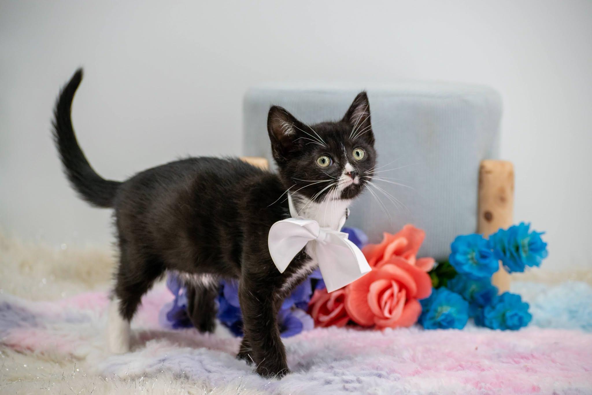 Faygo, a ADOPTABLE Domestic Short Hair in Sevierville, TN image 3/3