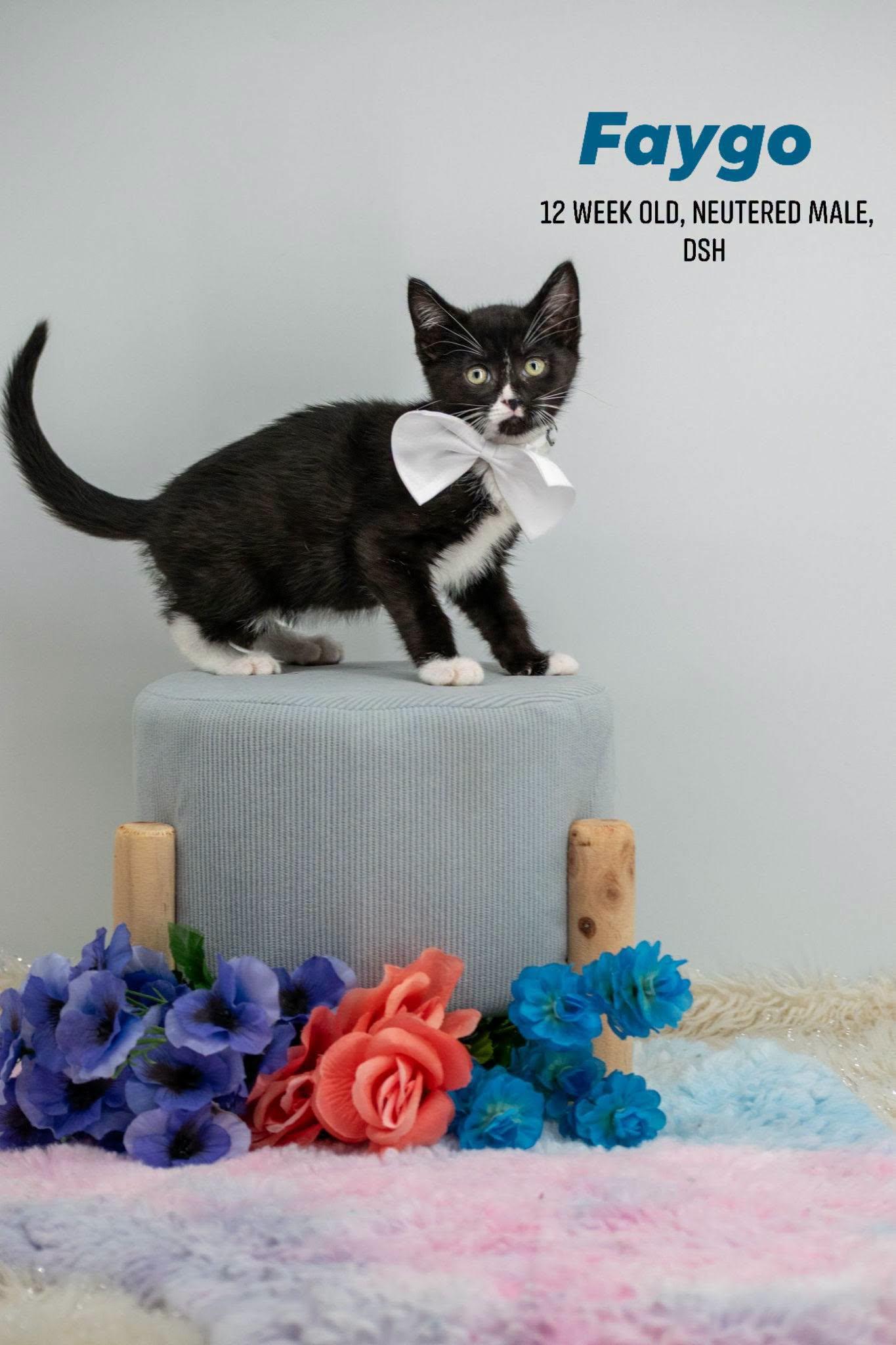 Faygo, ADOPTABLE, Kitten Male Domestic Short Hair.