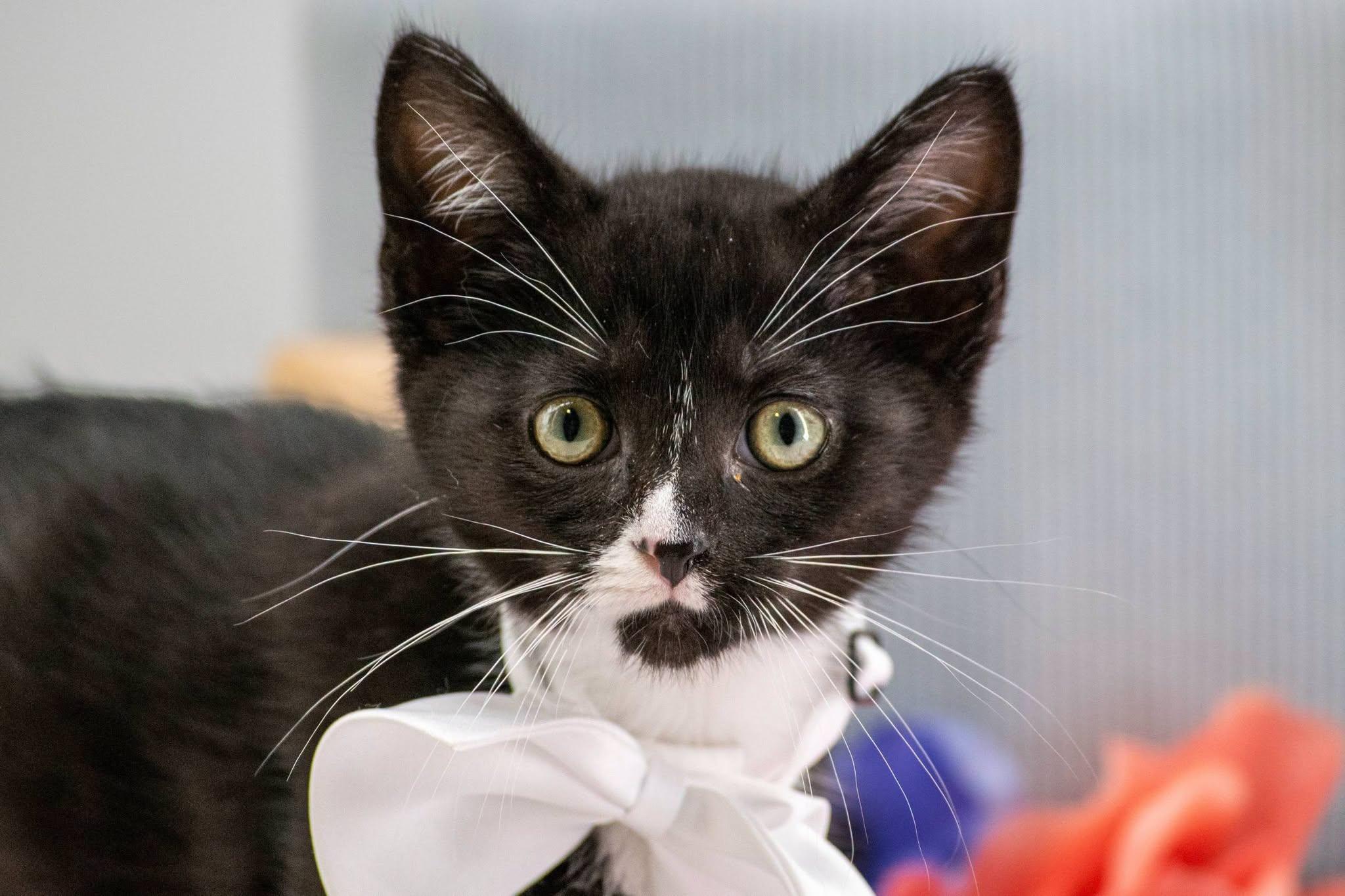 Faygo, a ADOPTABLE Domestic Short Hair in Sevierville, TN image 2/3