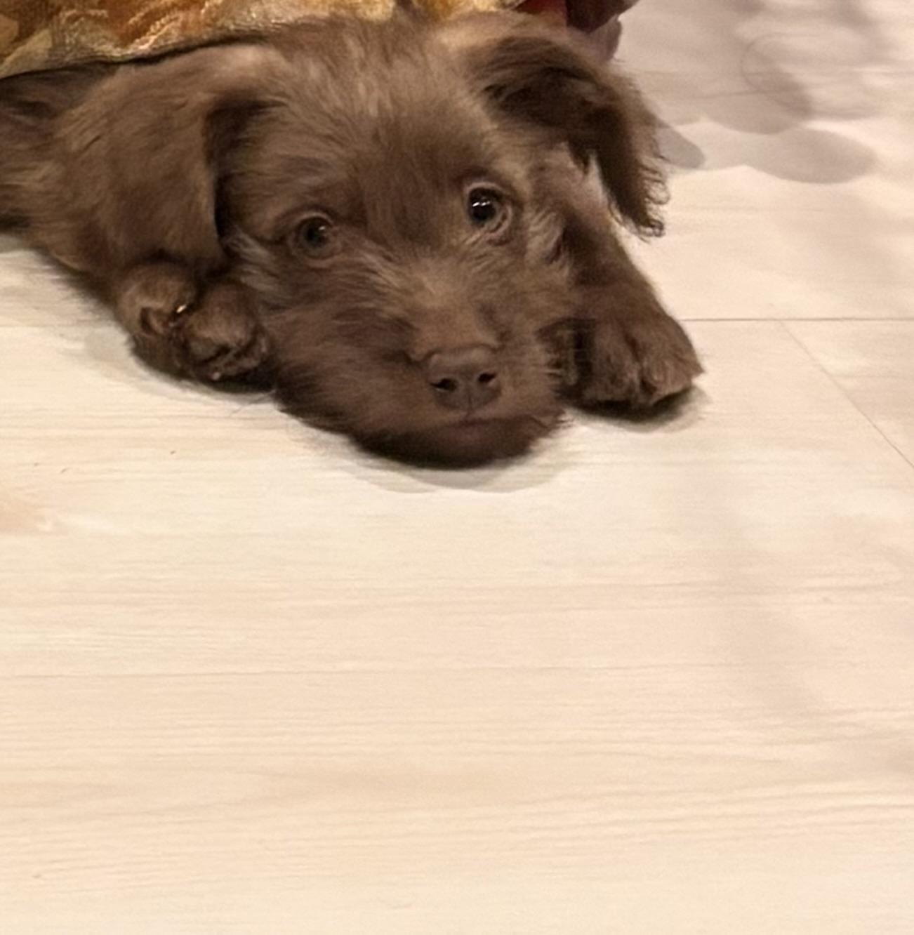 Mocha, Adoptable, Puppy Female Labrador Retriever & Terrier.