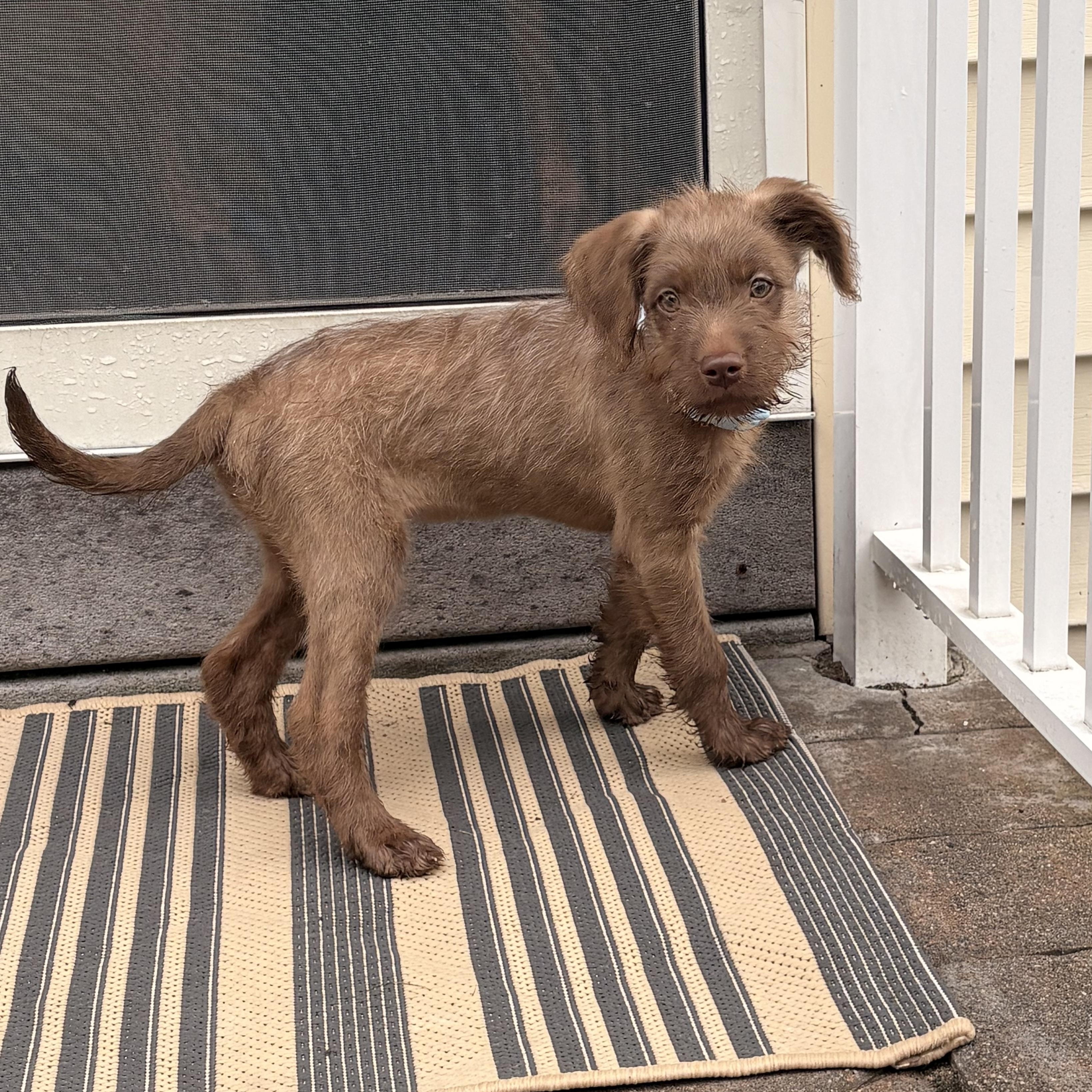 Mocha, a Adoptable mixed breed in Manalapan, NJ image 2/4