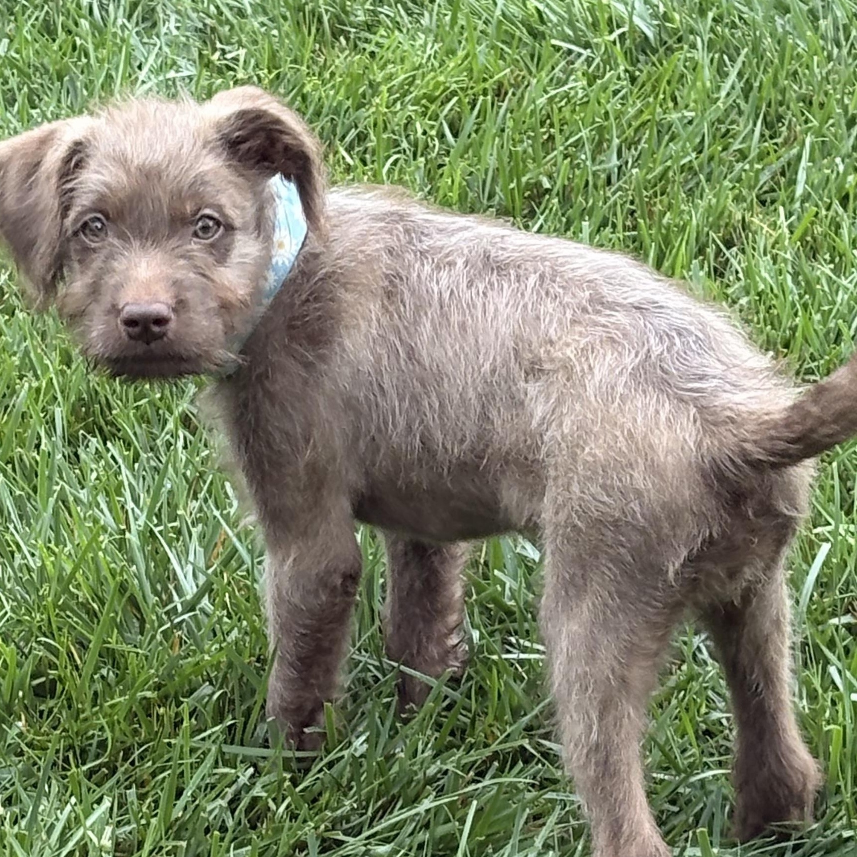 Mocha, a Adoptable mixed breed in Manalapan, NJ image 4/4