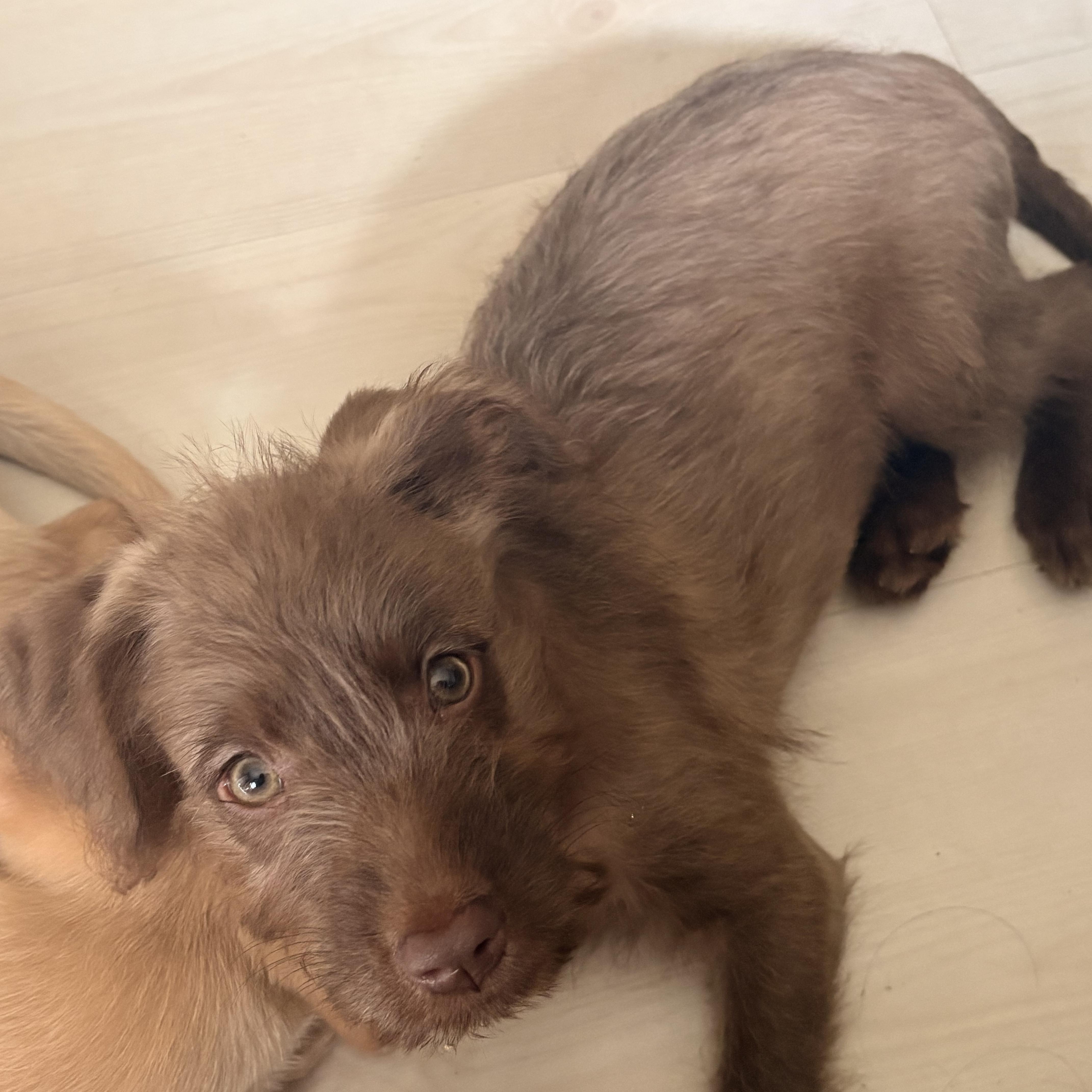 Mocha, a Adoptable mixed breed in Manalapan, NJ image 3/4