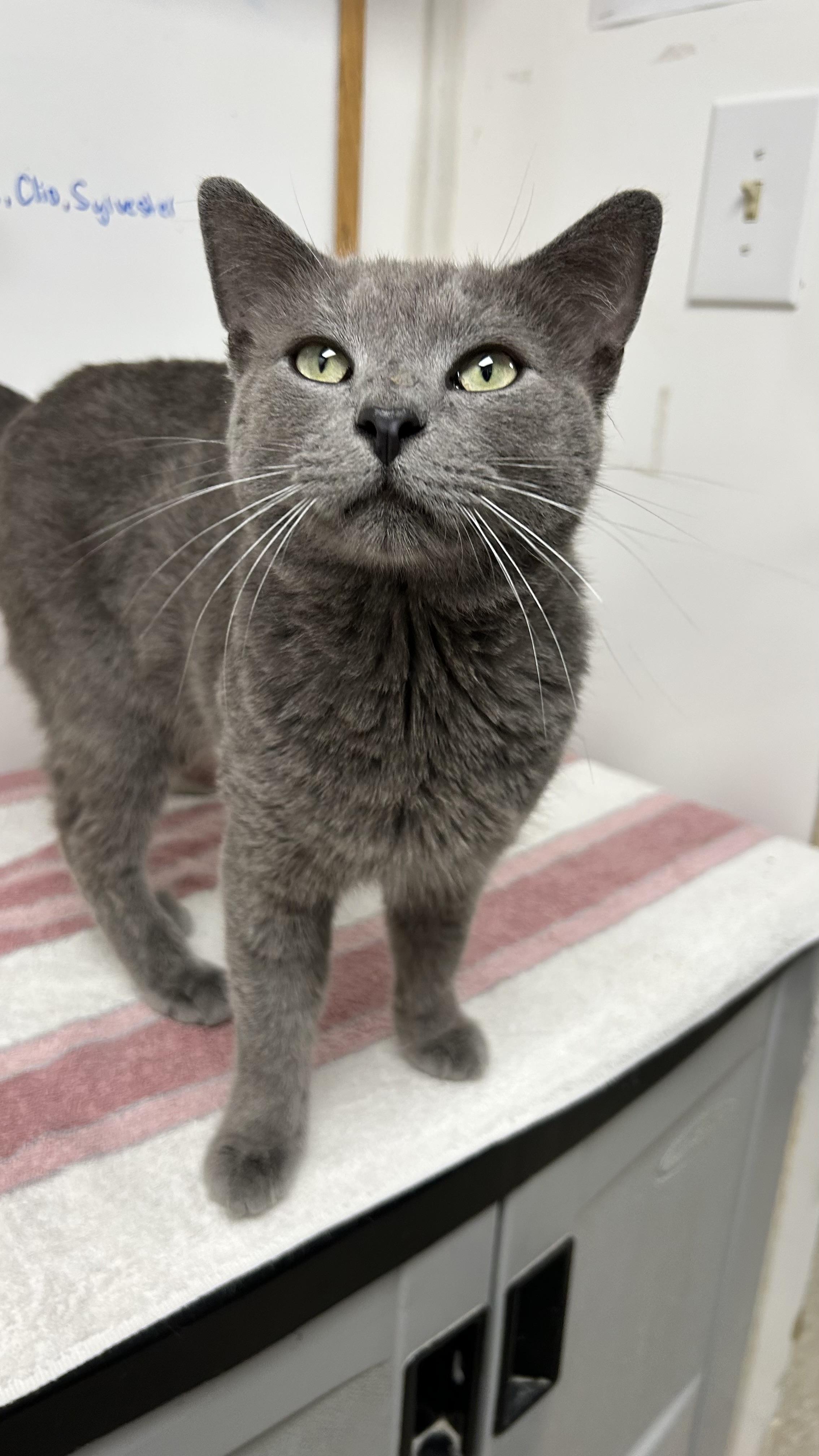 Enlarge Duncan, a ADOPTABLE Domestic Short Hair in White Oak, PA image 2/6