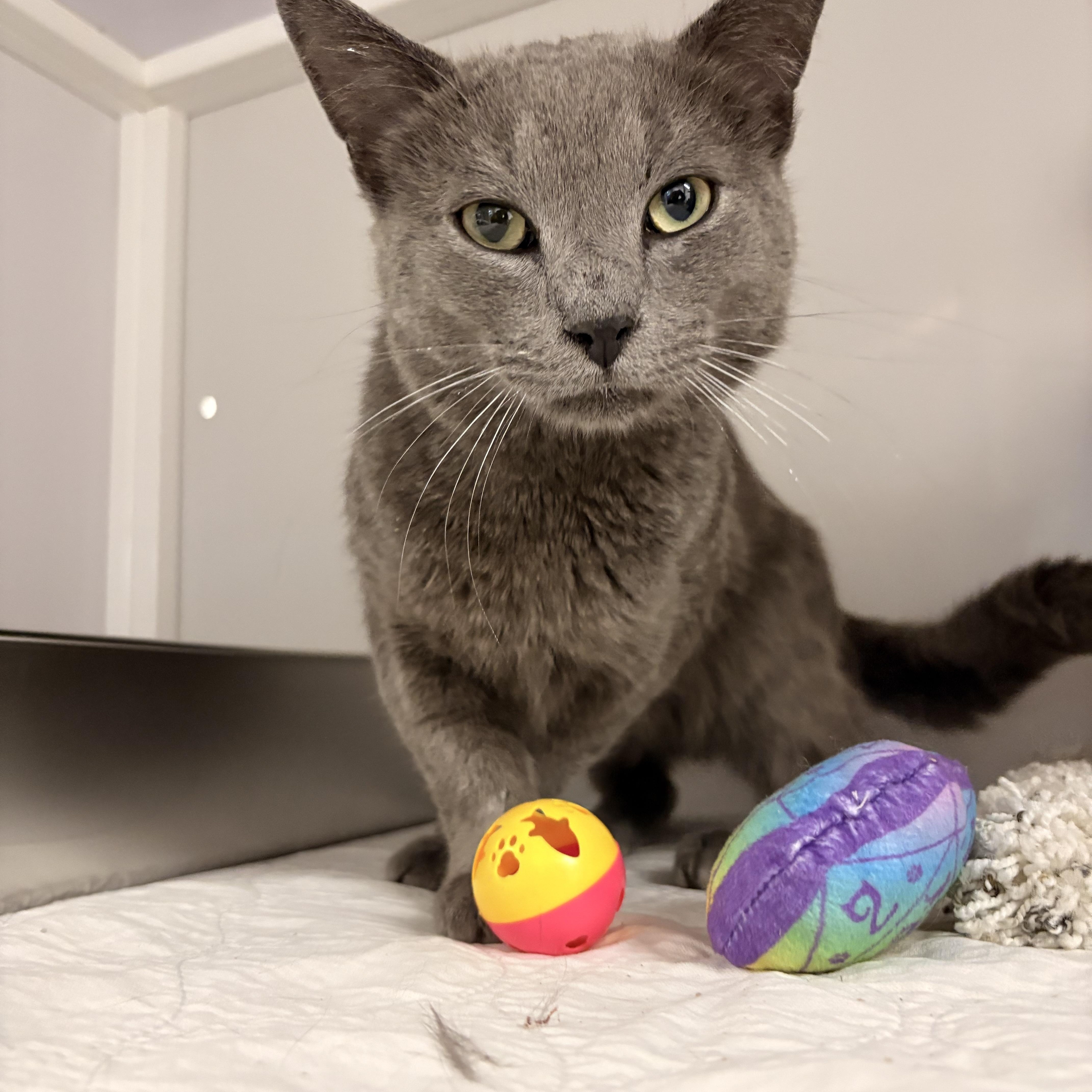 Enlarge Duncan, a ADOPTABLE Domestic Short Hair in White Oak, PA image 1/3