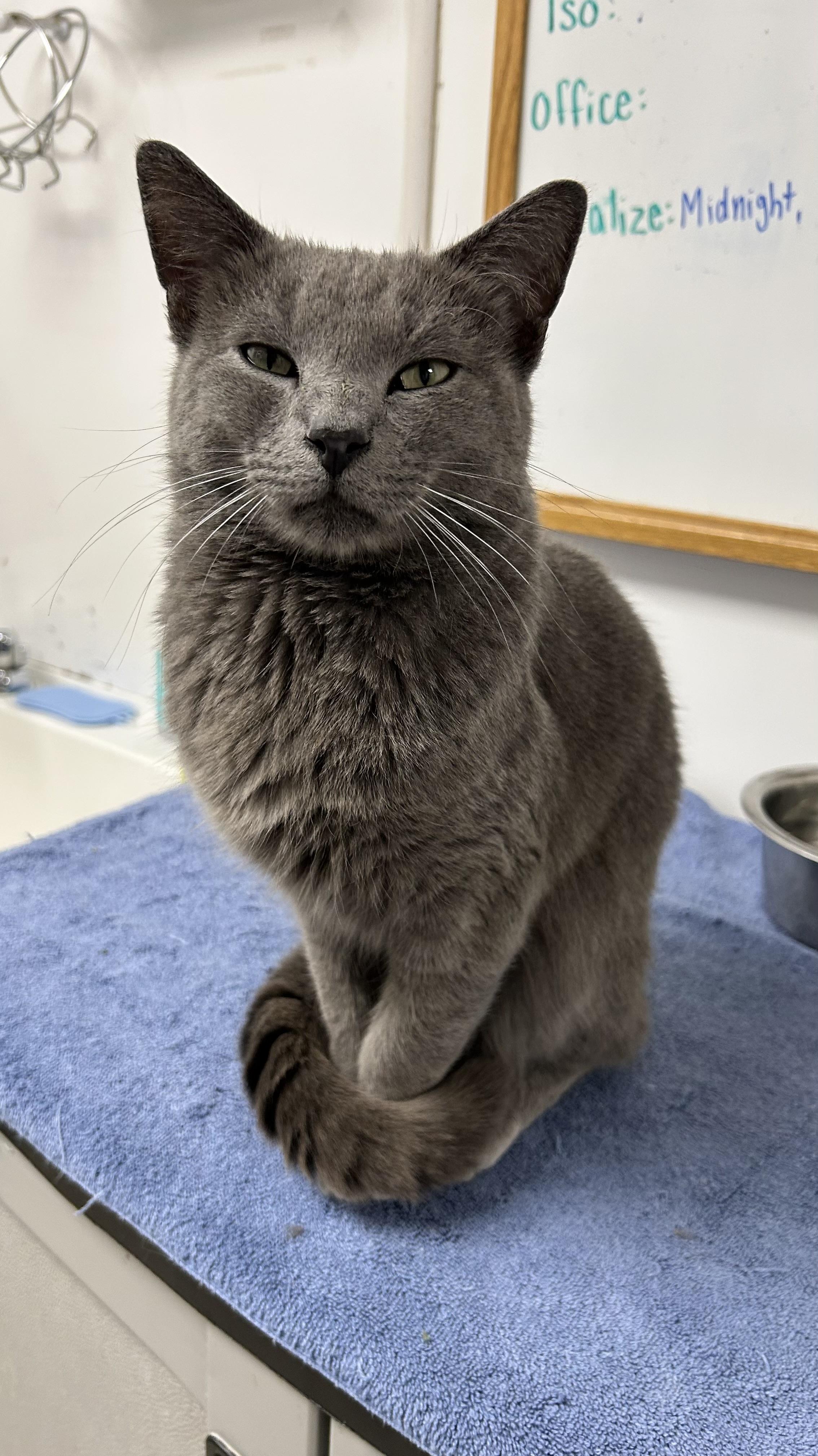 Enlarge Duncan, a ADOPTABLE Domestic Short Hair in White Oak, PA image 6/6