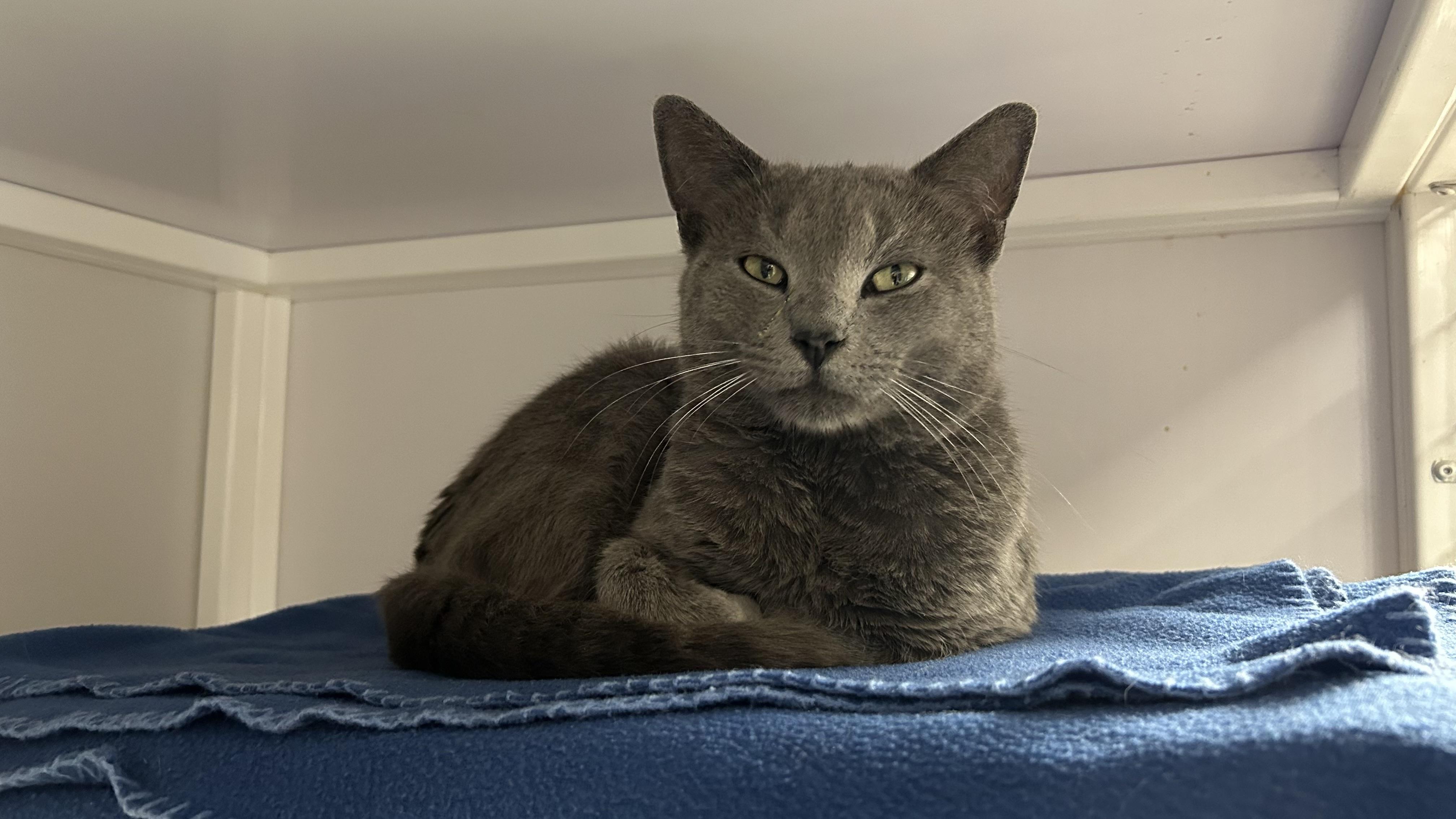 Enlarge Duncan, a ADOPTABLE Domestic Short Hair in White Oak, PA image 3/3