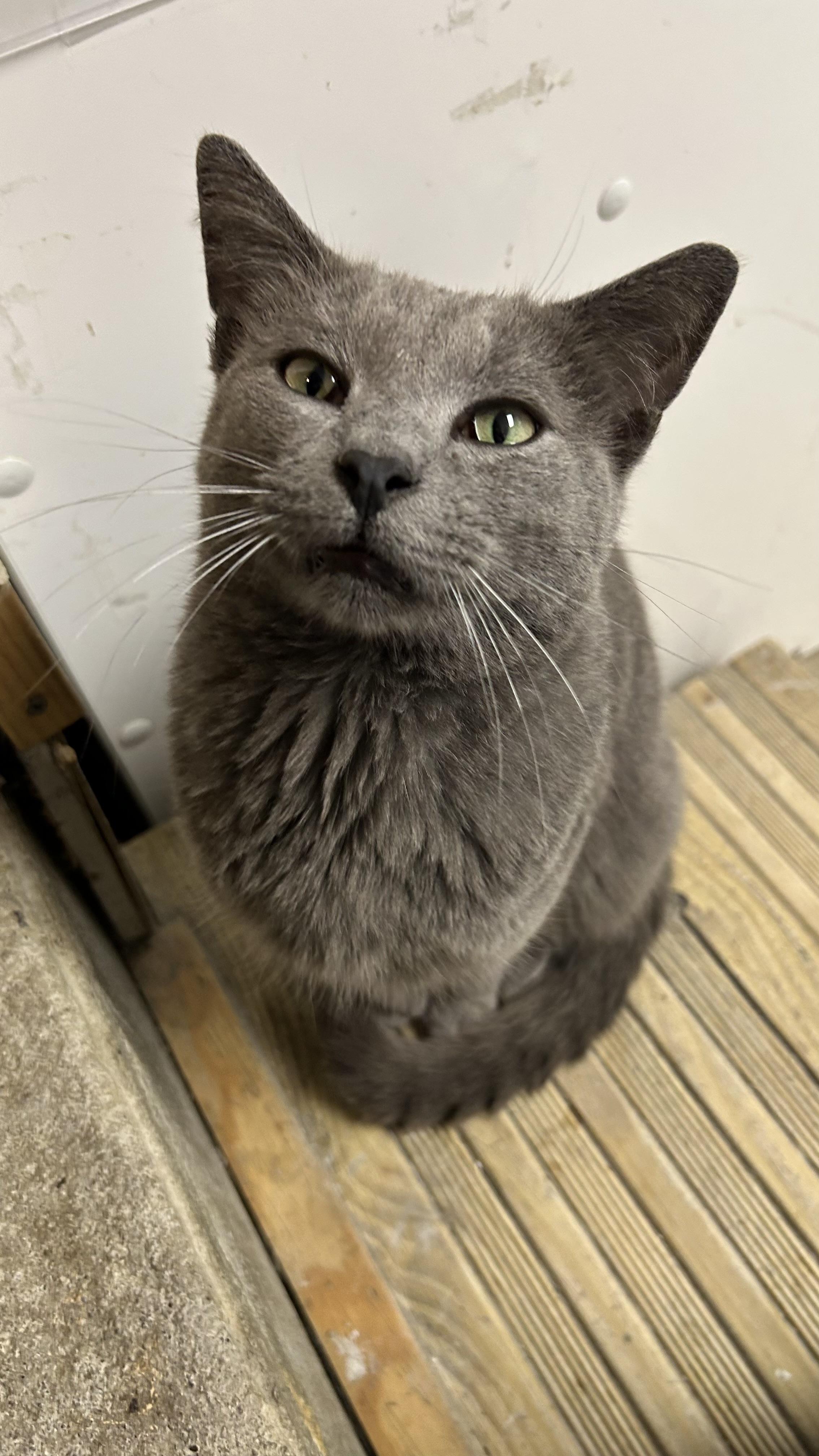Duncan, ADOPTABLE, Adult Male Domestic Short Hair.