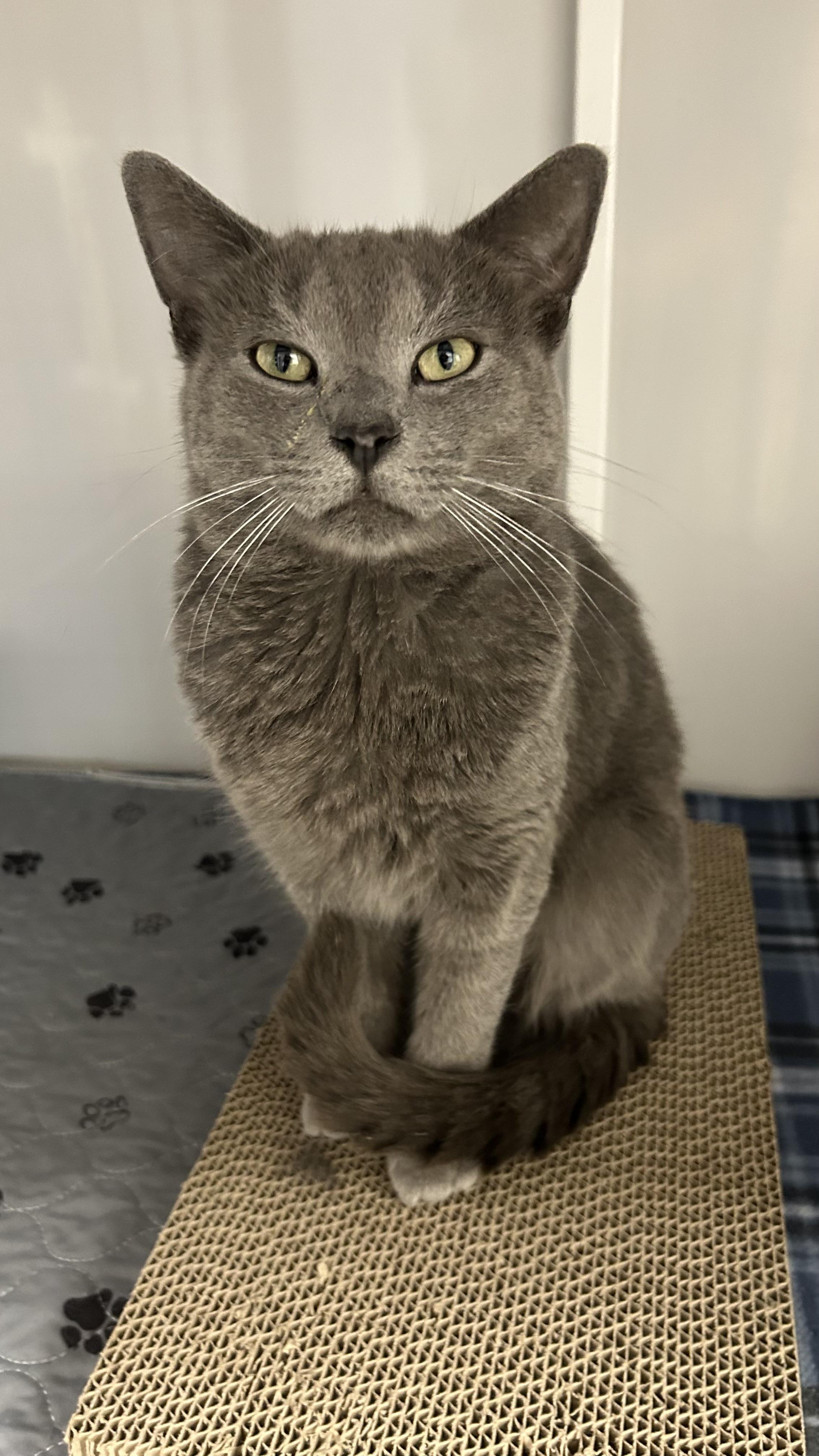 Enlarge Duncan, a ADOPTABLE Domestic Short Hair in White Oak, PA image 2/3