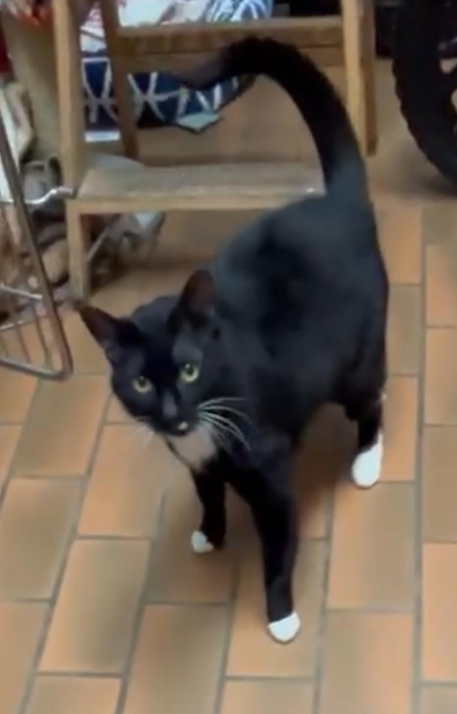 Enlarge Dodge, a Adopted Domestic Short Hair in Schenectady, NY image 5/6