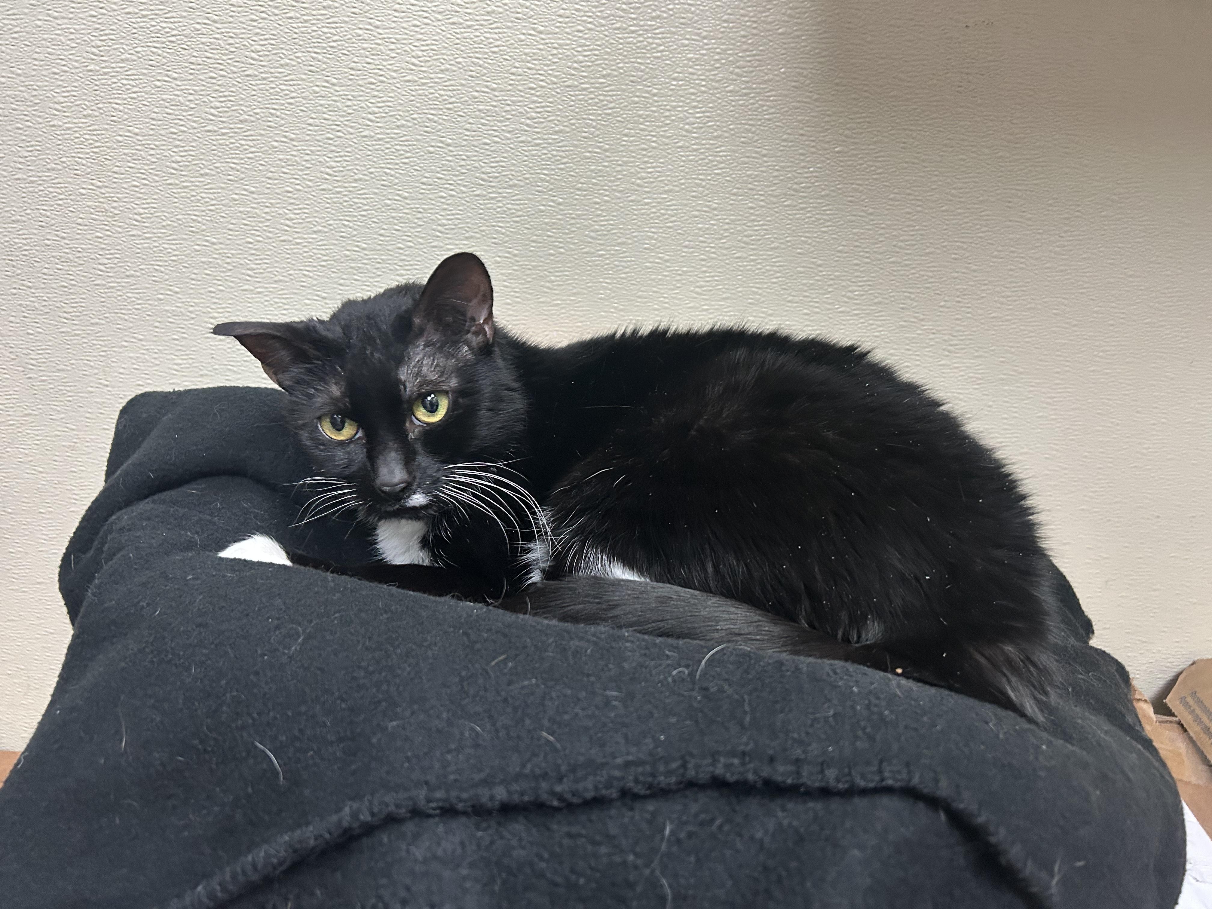 Enlarge Dodge, a Adopted Domestic Short Hair in Schenectady, NY image 3/6