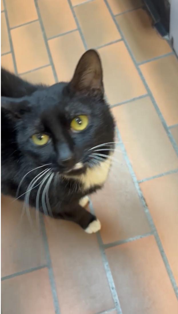 Dodge, Adopted, Adult Female Domestic Short Hair.