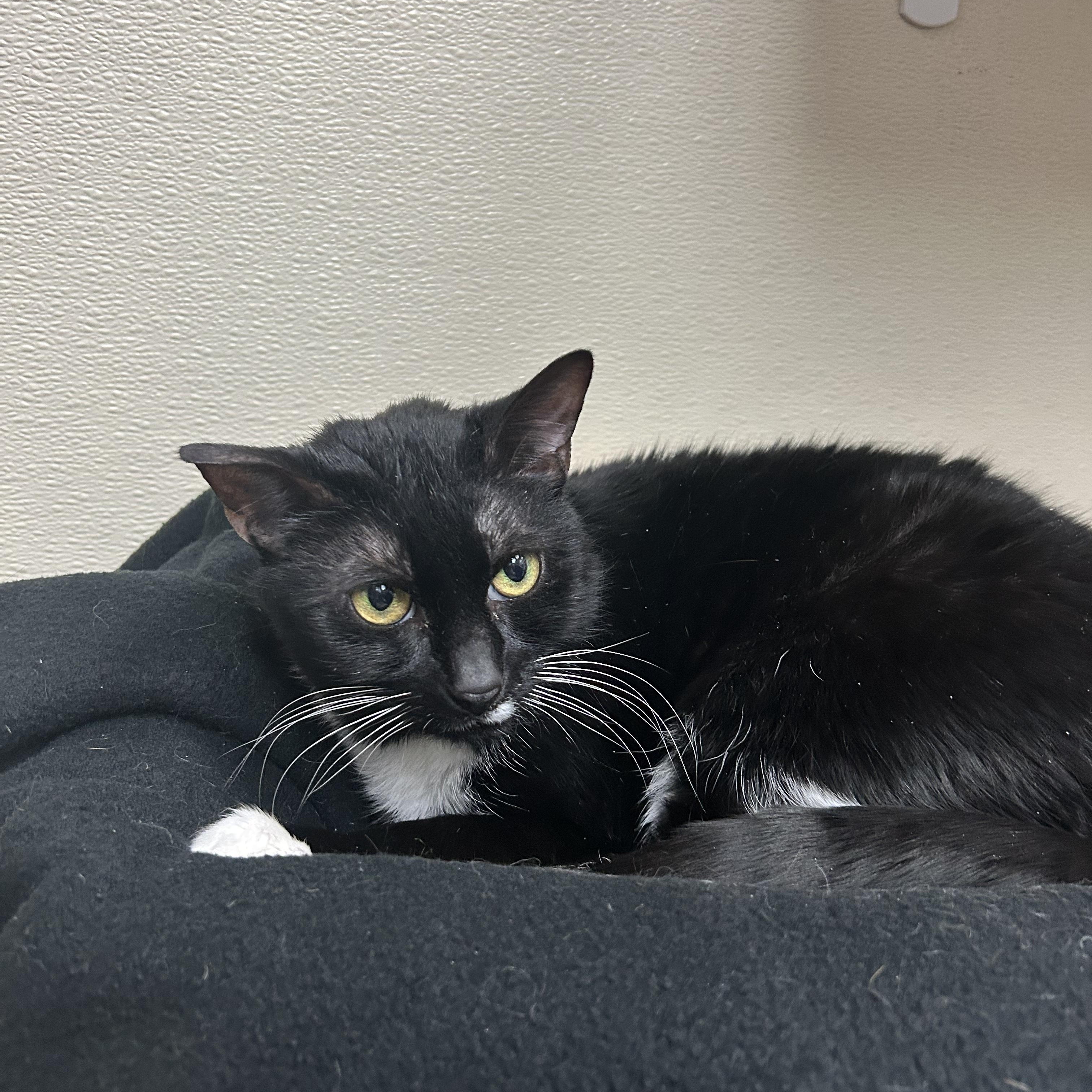 Enlarge Dodge, a Adopted Domestic Short Hair in Schenectady, NY image 4/6