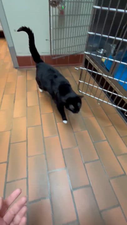 Enlarge Dodge, a Adopted Domestic Short Hair in Schenectady, NY video 6/6