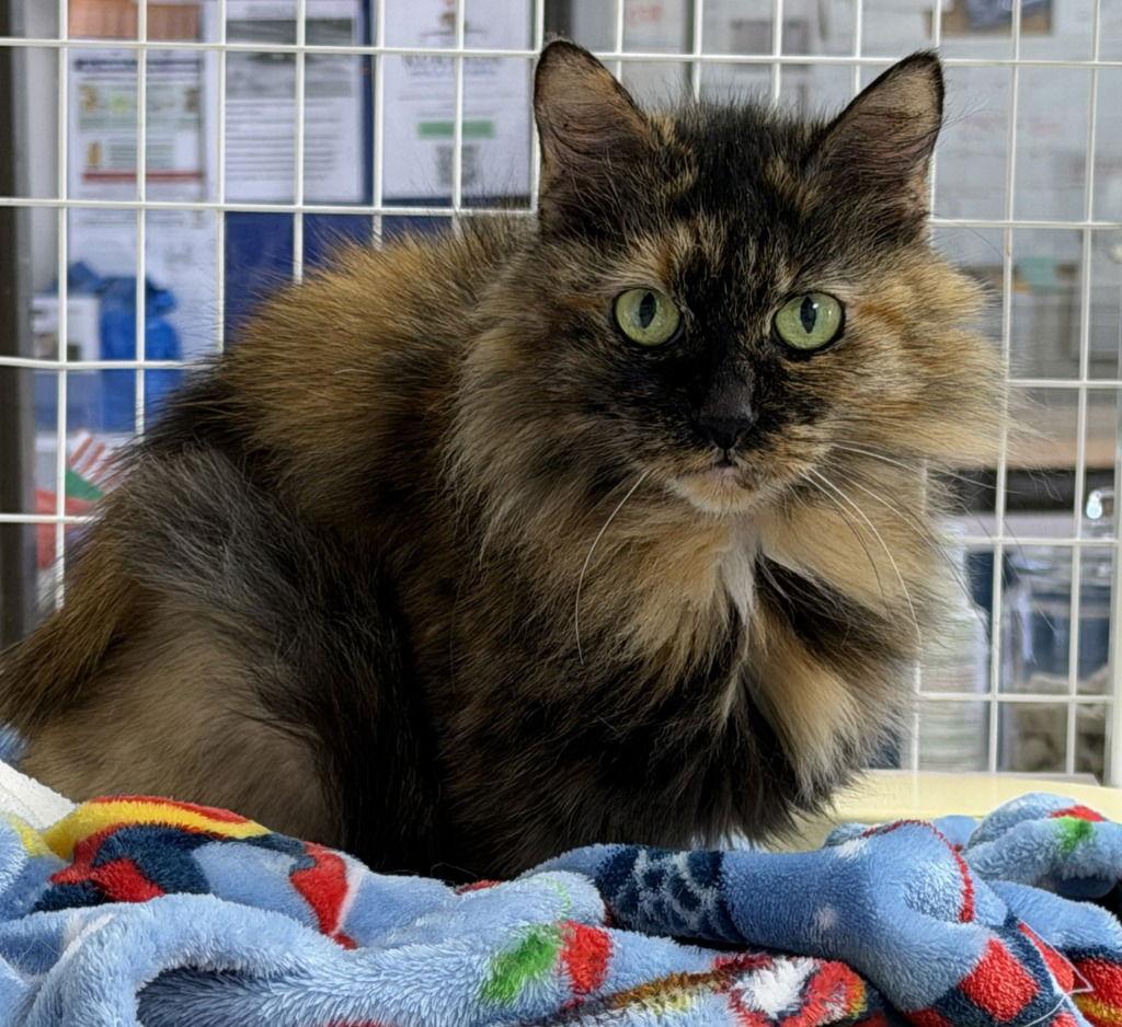 Cece, Adoptable, Senior Female Domestic Long Hair.
