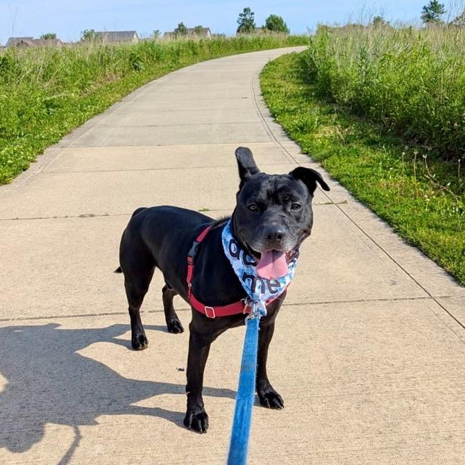 Rocket, Adoptable, Adult Male Pit Bull Terrier.