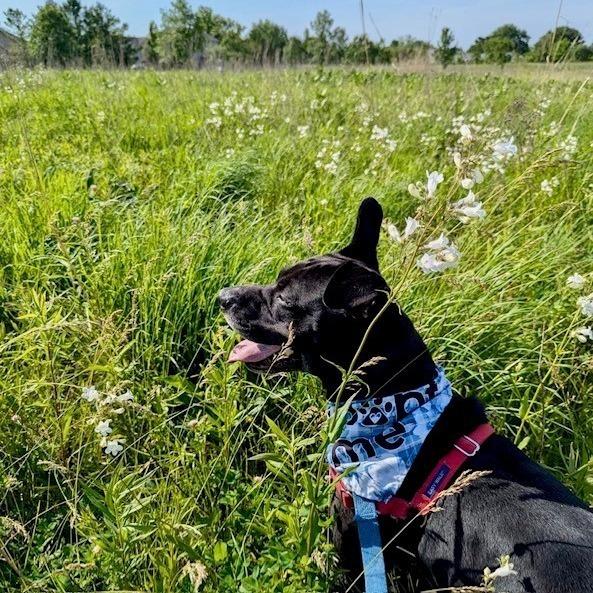 Enlarge Rocket, a Adoptable Pit Bull Terrier in Champaign, IL image 2/6