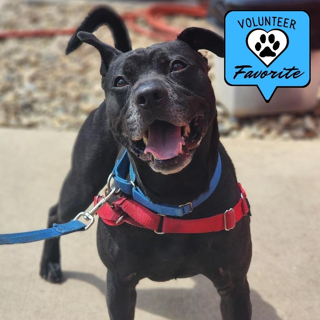 Enlarge Rocket, a Adoptable Pit Bull Terrier in Champaign, IL image 5/6