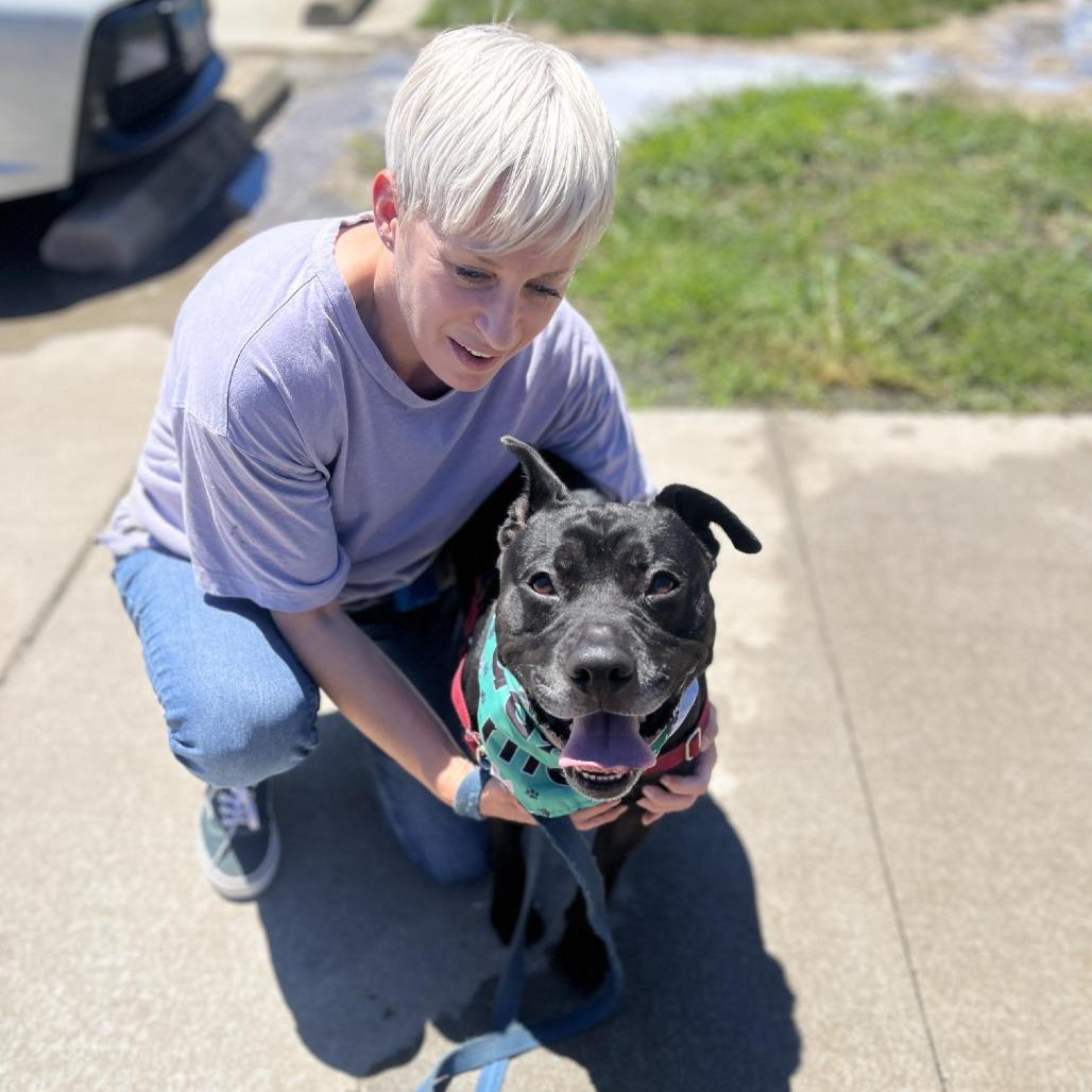Enlarge Rocket, a Adoptable Pit Bull Terrier in Champaign, IL image 6/6