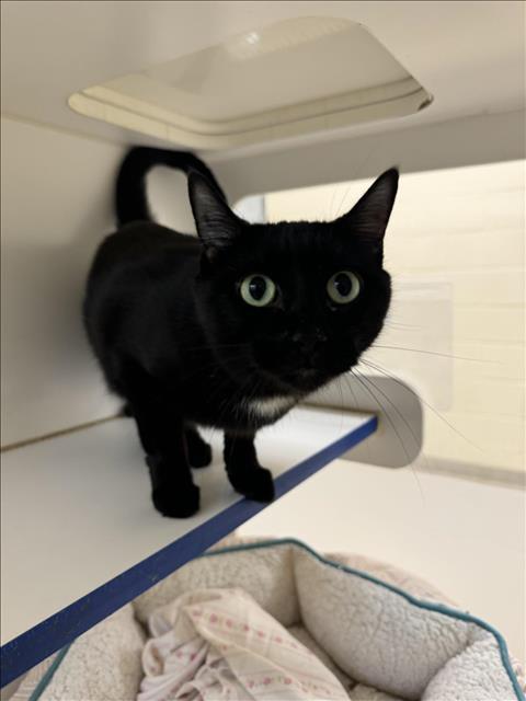 Enlarge BRITTANY, a Adoptable Domestic Short Hair in Vero Beach, FL image 1/1