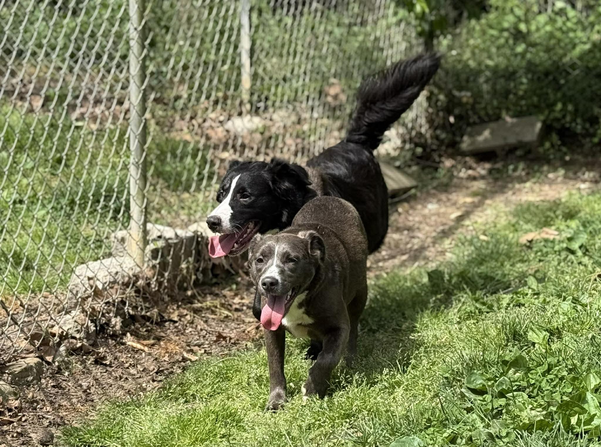 Enlarge Delta Dawn, a ADOPTABLE mixed breed in Leitchfield, KY image 3/4