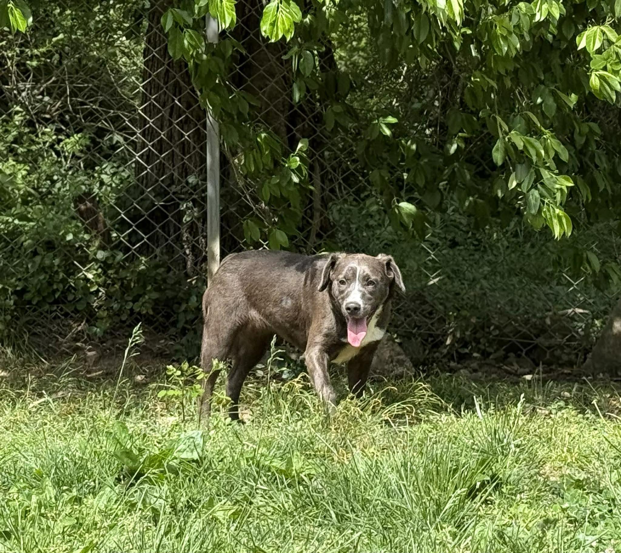 Delta Dawn, ADOPTABLE, Young Female Mixed Breed.