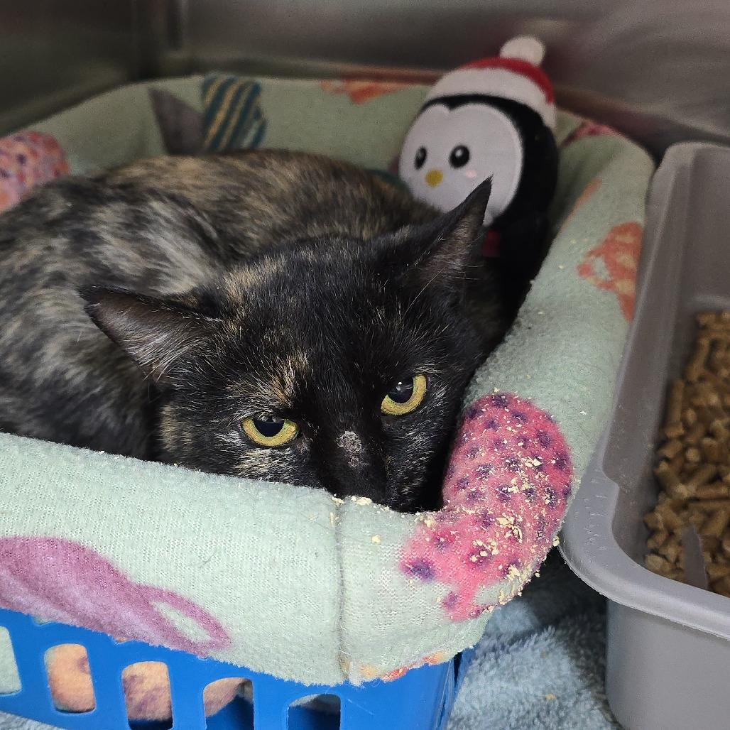 Enlarge Salsa 25-1673, a Adoptable Domestic Short Hair in Yanceyville, NC image 1/1