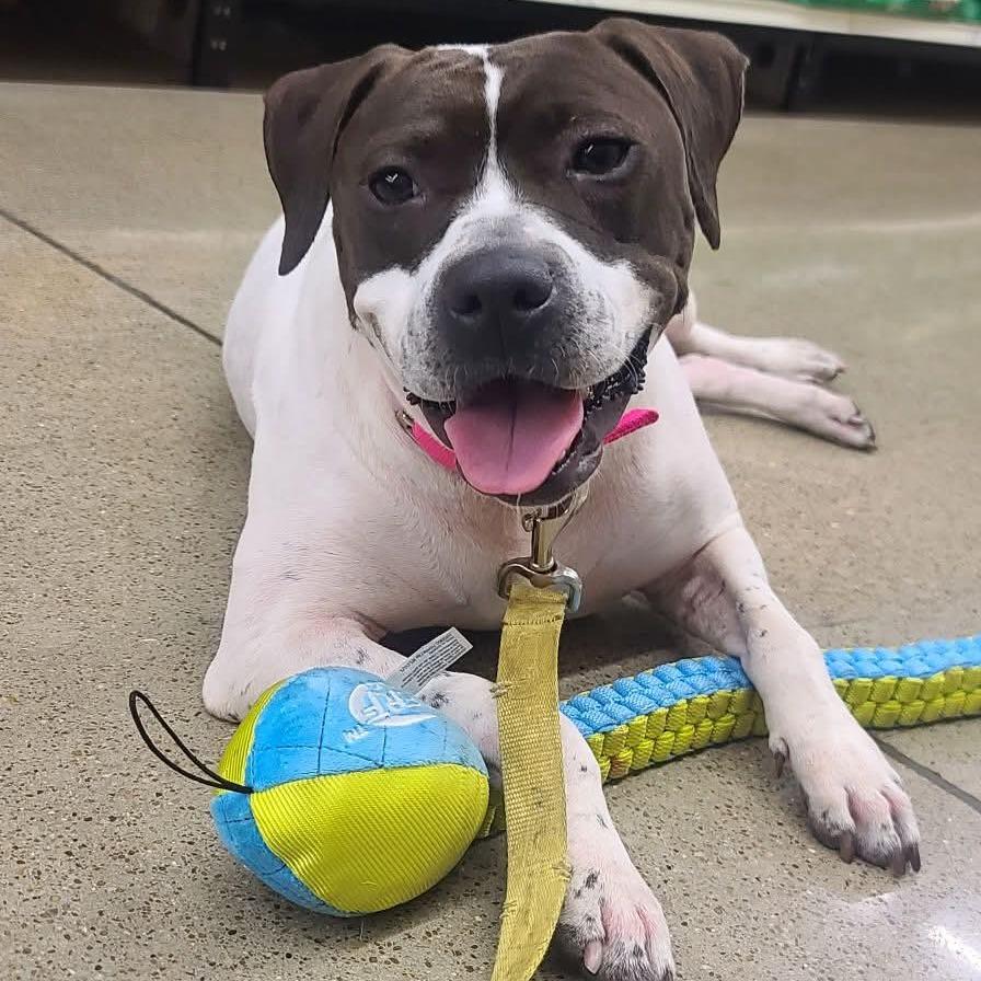 Morticia, Adoptable, Adult Female Pit Bull Terrier.