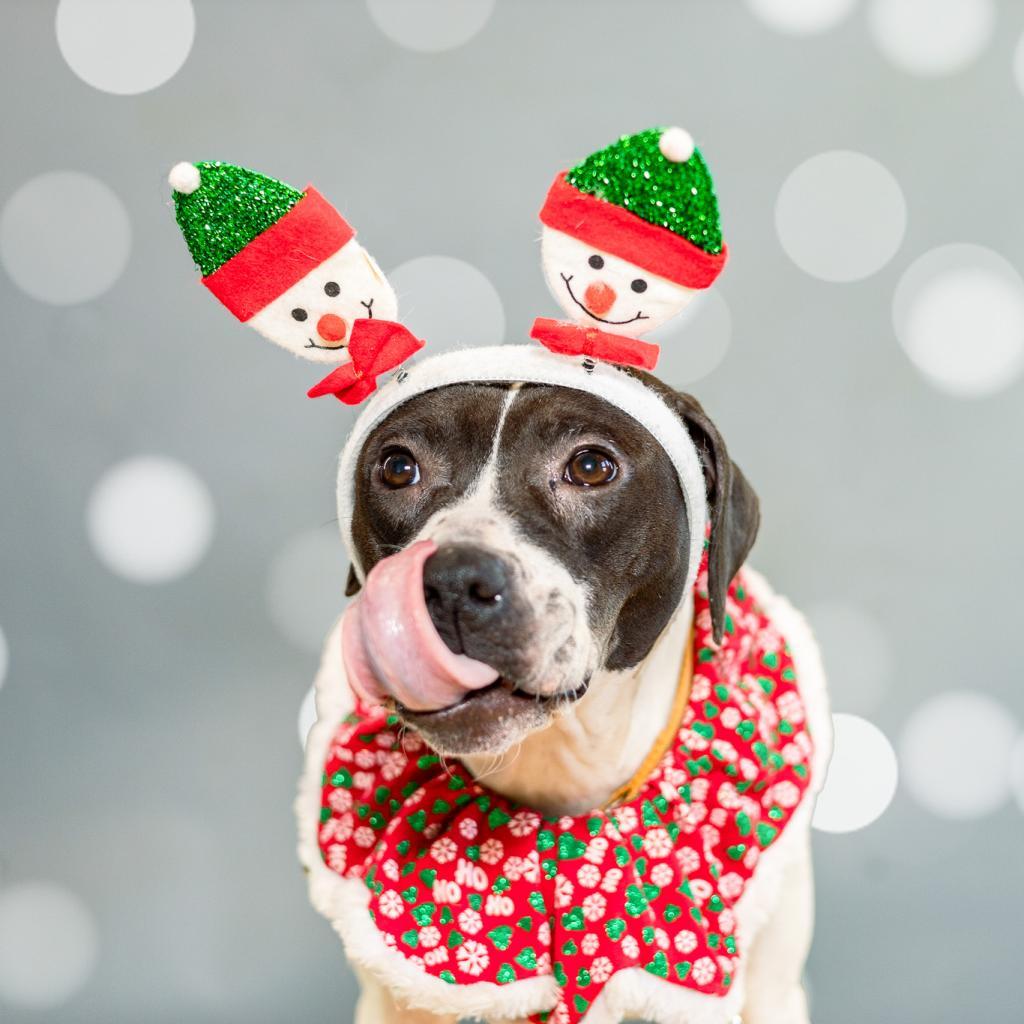 Morticia, Adoptable, Adult Female Pit Bull Terrier.