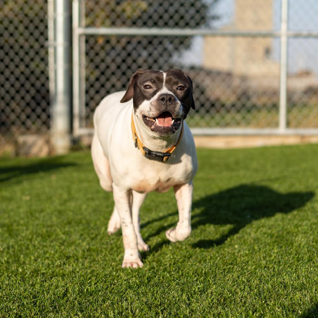 Enlarge Morticia, a Adoptable Pit Bull Terrier in Evansville, IN image 3/6