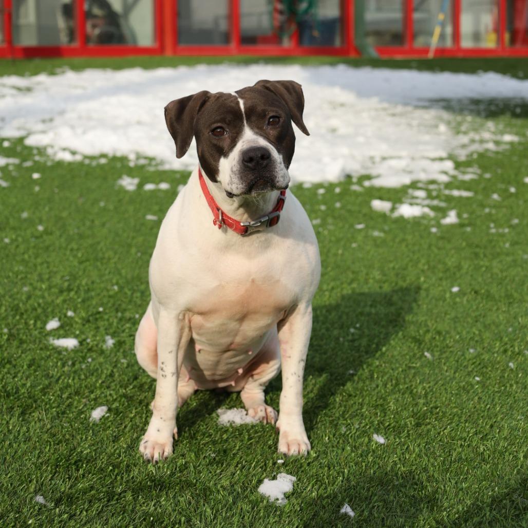 Enlarge Morticia, a Adoptable Pit Bull Terrier in Evansville, IN image 4/6