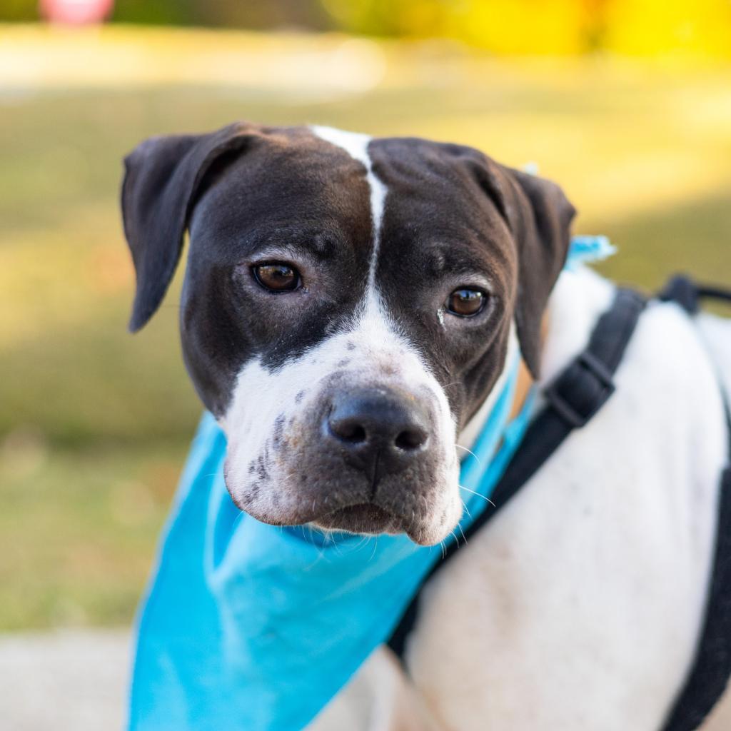 Enlarge Morticia, a Adoptable Pit Bull Terrier in Evansville, IN image 5/6