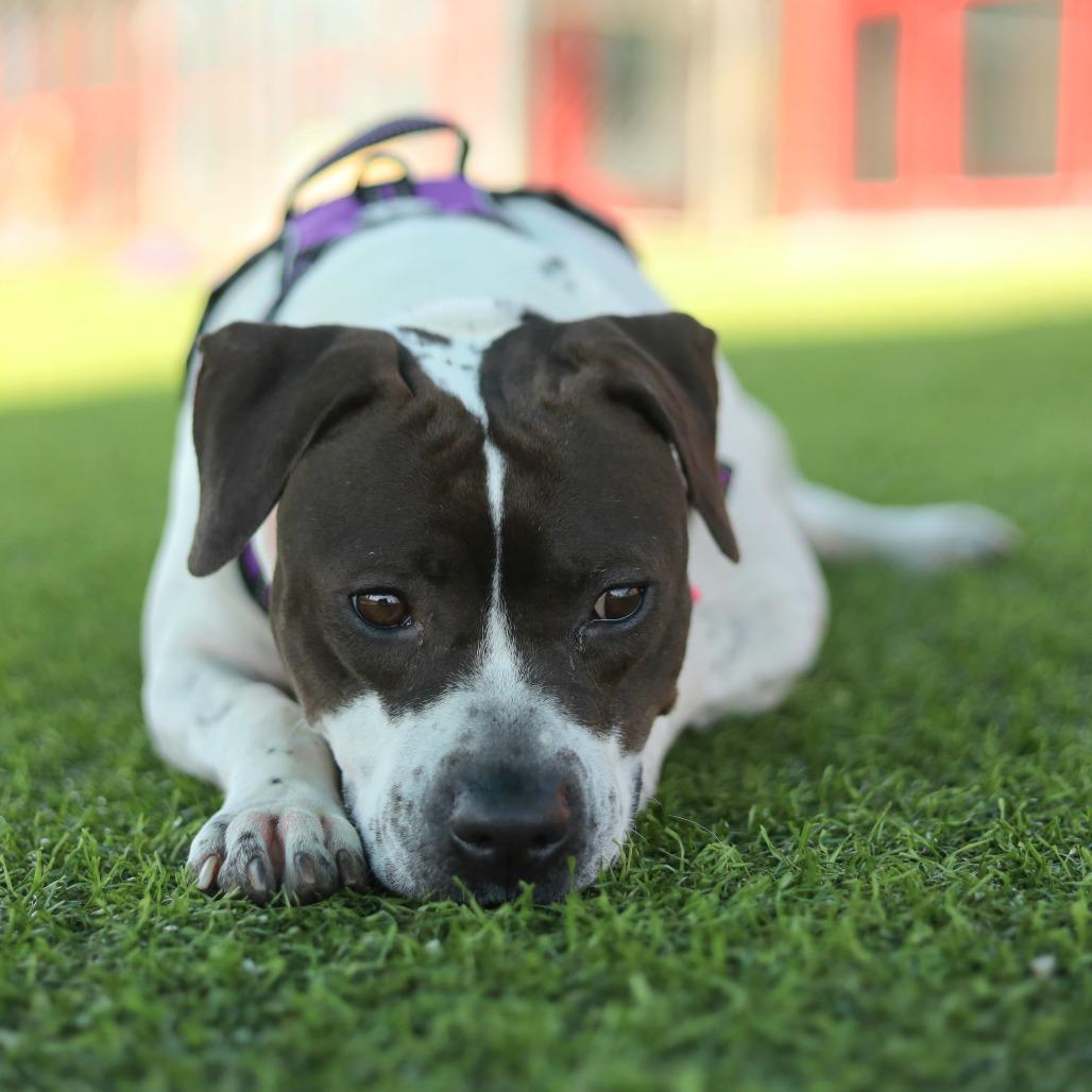 Enlarge Morticia, a Adoptable Pit Bull Terrier in Evansville, IN image 5/6