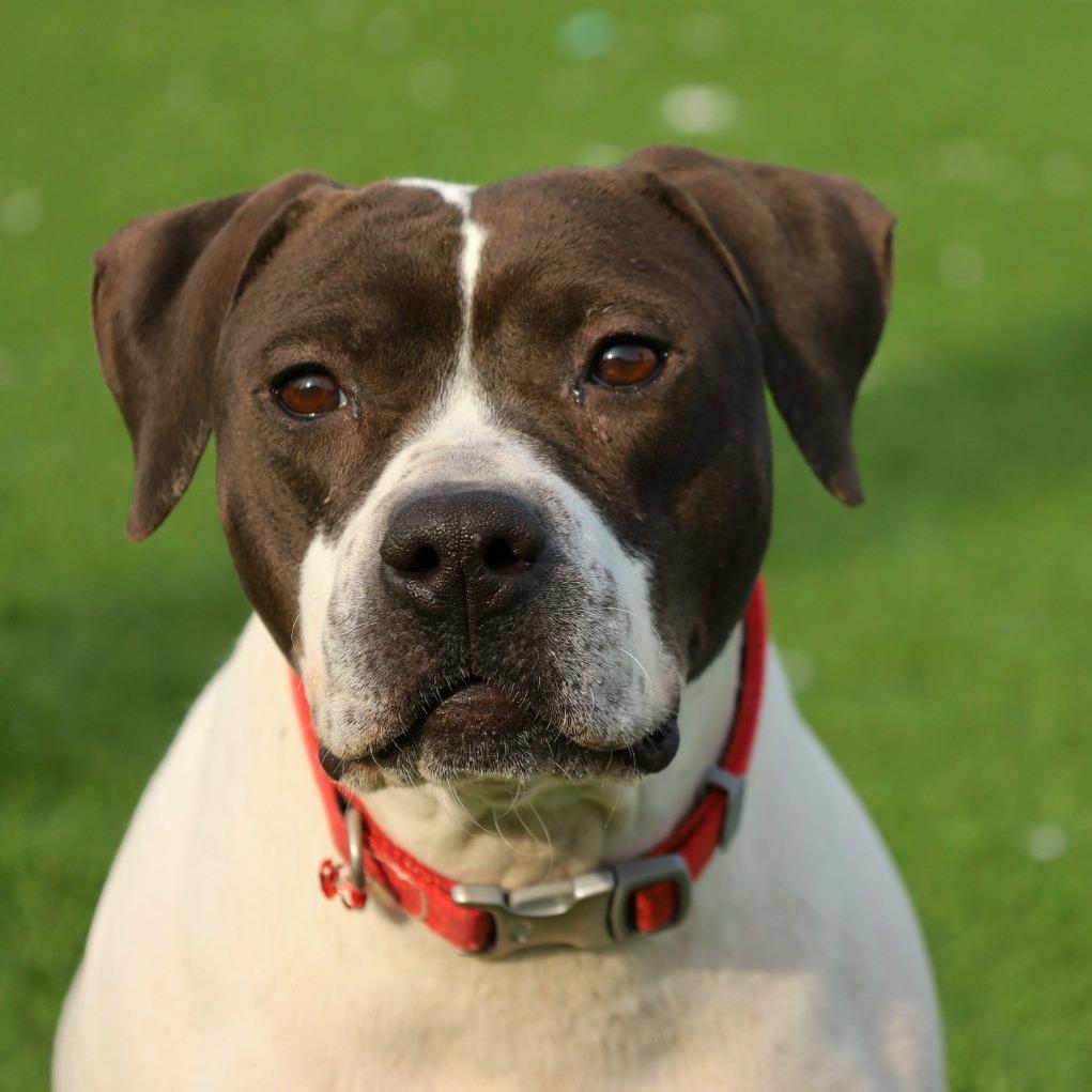 Enlarge Morticia, a Adoptable Pit Bull Terrier in Evansville, IN image 6/6
