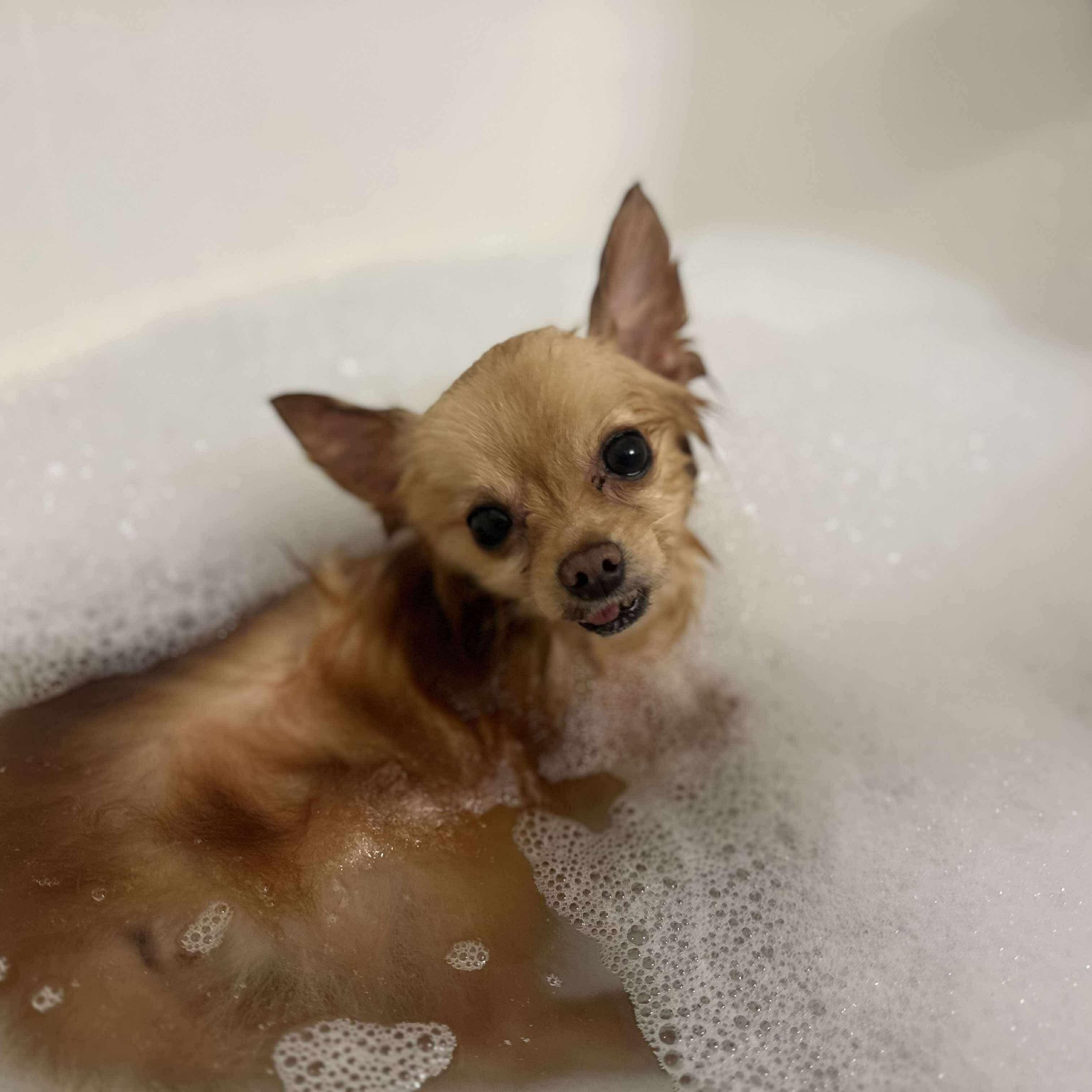 Gizmo — thumbnail 4