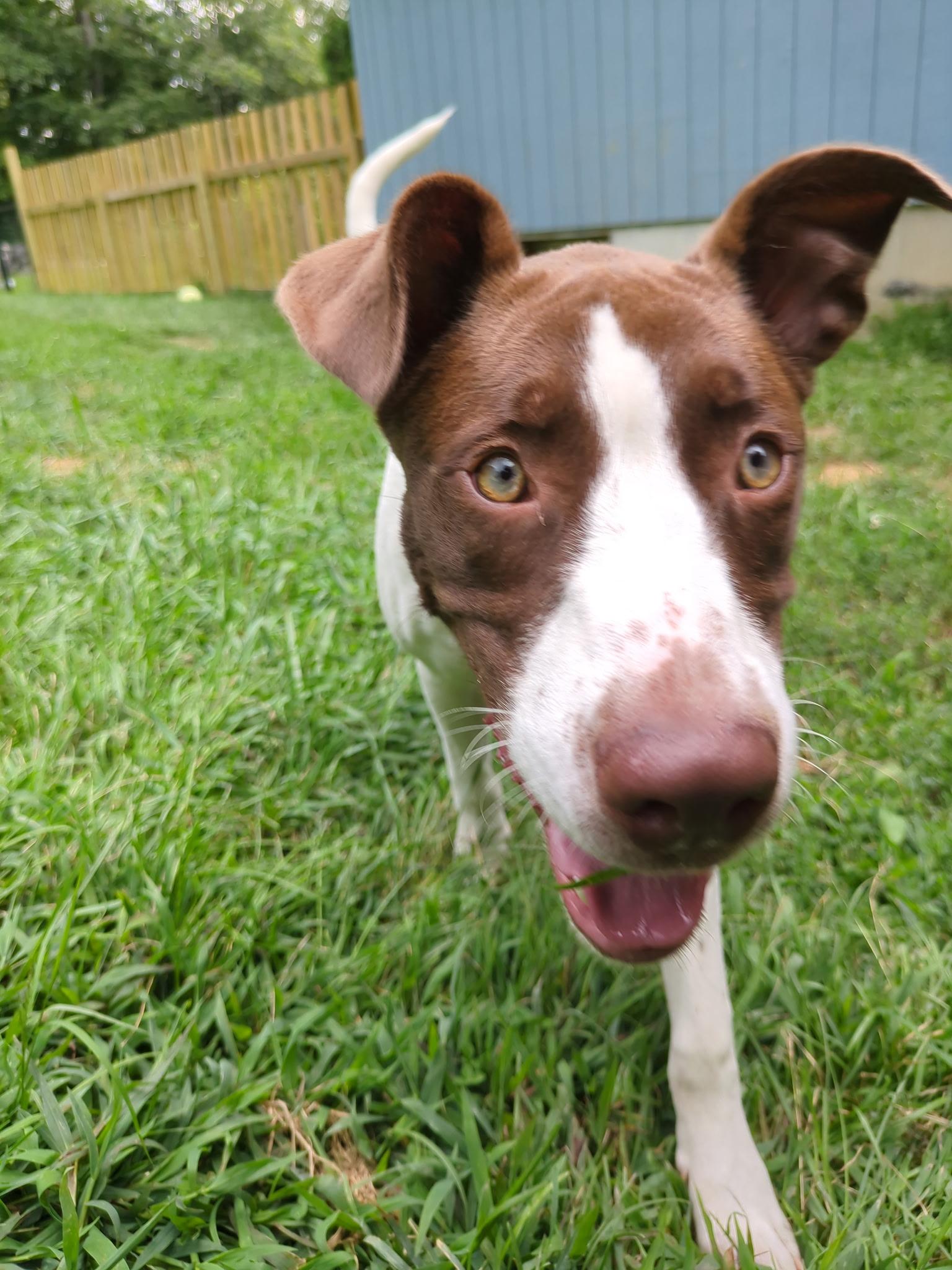 Enlarge Finny, a Adoptable mixed breed in Granby, CT image 4/5