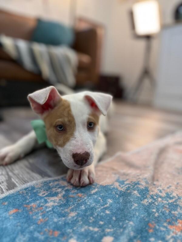 Barry White — thumbnail 4