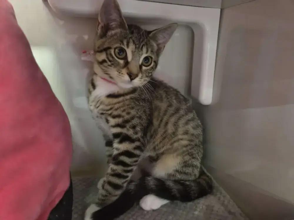Izzy, Adoptable, Adult Female Domestic Short Hair.