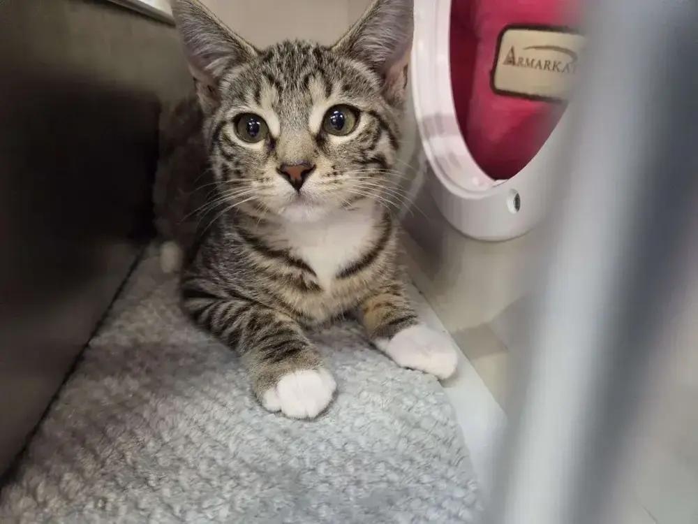 Enlarge Izzy, a Adoptable mixed breed in Grand Rapids, MI image 4/6
