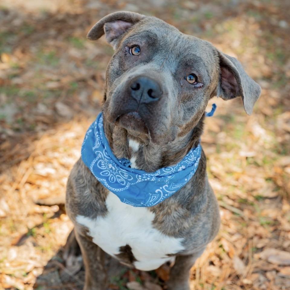 Rhino, Adoptable, Adult Male Mixed Breed.