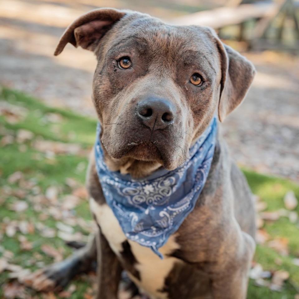 Enlarge Rhino, a Adoptable Mixed Breed in Milton, FL image 2/5